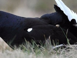 Horozdan Korkan Aile Evde Mahsur Kaldı