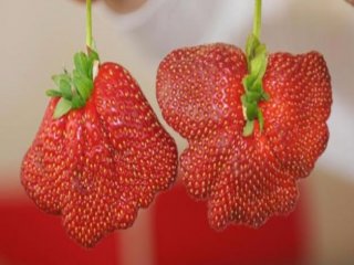 Önce Dondu Sonra Yandı Çilek Bu Hale Geldi