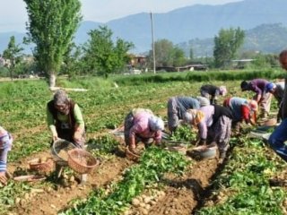 Tarlada 1 Lira 70 Kuruş Pazarda 5 Lira!