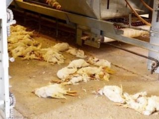 Ölümler Sürüyor, Tedirginlik Hat Safhada!