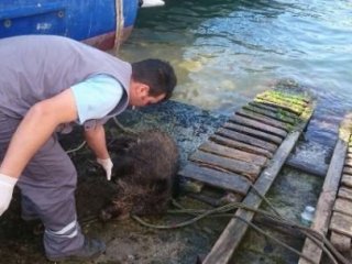 İstanbul Boğazı'nda Görenler Şok Oldu
