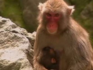 İngilizleri Kızdıracak Maymun