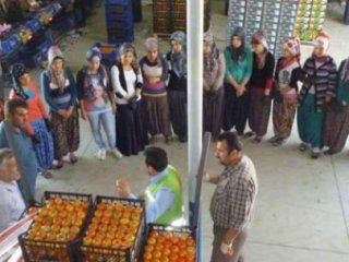 Domates İhracatına Tuta Krizi