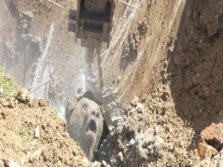 Bolu'da Çukura Düşen Ayı Saatler Sonra Kurtarıldı