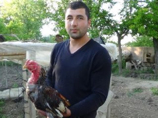 Horoz Civcivlere Saldıran Şahini Pişman Etti