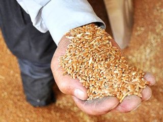 Hububatta Tarihi Rekolte Bekleniyor