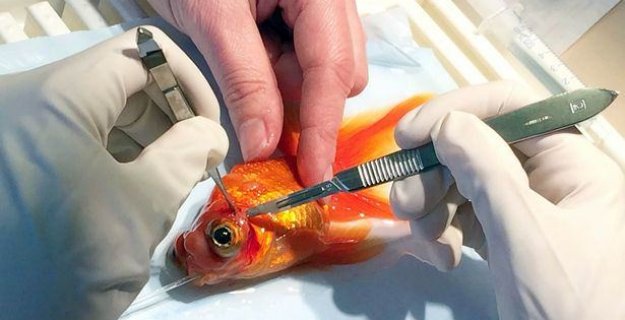 Japonlar Bunu Da Yaptı!