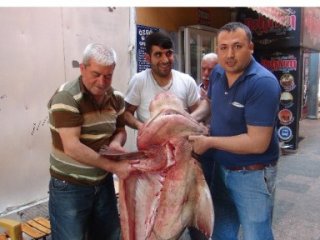 400 Kiloluk Köpek Balığı Yakalandı