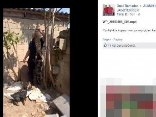 Kediye Köpekli Eziyetin Cezası Belli Oldu!