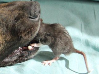 Böylesini Görmediniz!