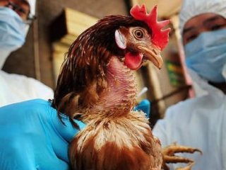 Türkiye'den Tavuk İthalatını Durdurdu