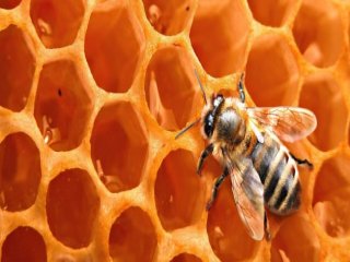 Uzmanlar Korkunç Gerçeği Açıkladı!