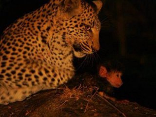 Vahşi Yaşamın En İlginç Anları