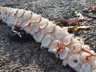 Görenler Şoke Oldu