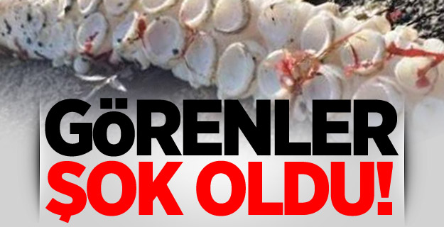 Ölüsü kıyıya vurdu! Görenler şoke oldu