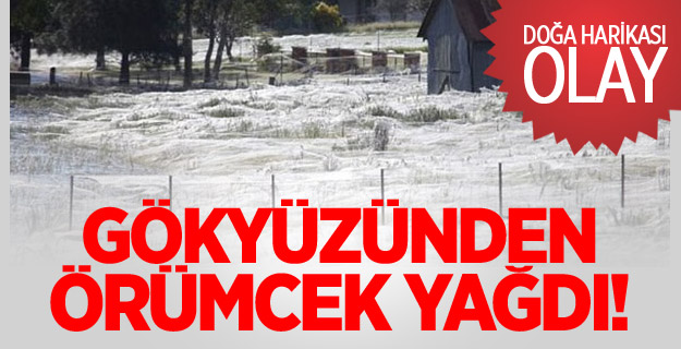 Gökten milyonlarca örümcek yağdı