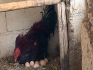 Horoz Kuluçkaya Yattı