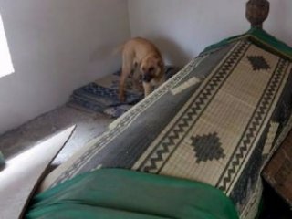 Türbede Köpek Tepkilere Neden Oldu