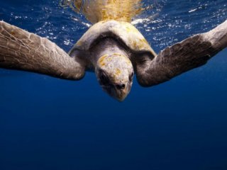 İnanılmaz Fotoğraflarla Sualtı Dünyası