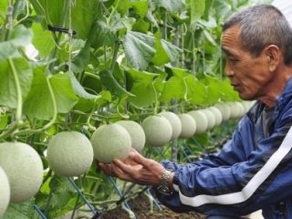 Bir Çift Kavunu 12 Bin Dolara Sattılar