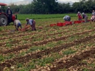 Patates Fiyatı Tarladan Pazara 300 Kat Artıyor
