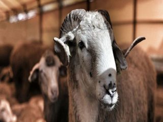 Paralel'in Kurban Skandalı Ortaya Çıktı