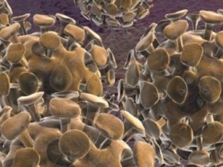 Güney Kore’de MERS Paniği