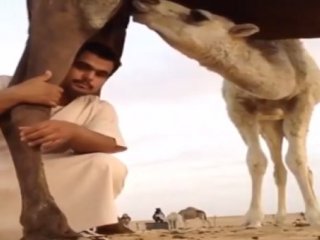 Develerin Hayrete Düşüren Özellikleri