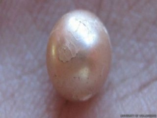 İki Bin Yıllık İnci Tanesi Bulundu