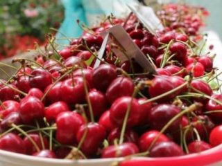 Aşırı Yağış Kirazı Çürüttü