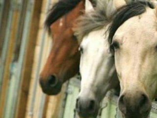 İlginç Karar!Her Eve 3 At