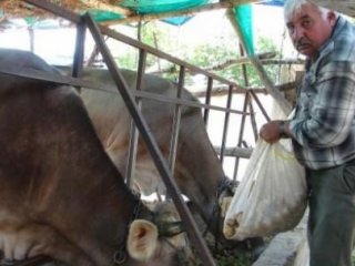 Bir Ay Önce 5 Liraydı Şimdi Hayvanlara Yem Oldu