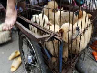 100 Köpeği Yenilmekten Kurtardı