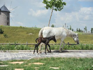 Altınköy’ün Bir Tayı Daha Oldu
