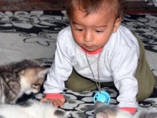 Bebek Aç Kaldı: Kedilere Yardım Yağdı!