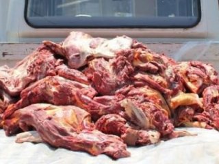 1,5 Ton At Eti Çıktı!