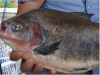 İznik Gölünde Pirana Avlandı