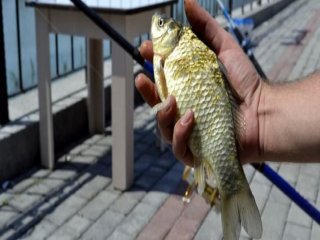 Zonguldak'ta 'İsrail Sazanı' Paniği