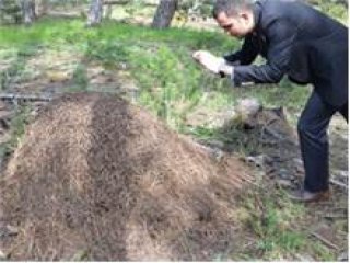 Şoke eden dev karınca yuvası