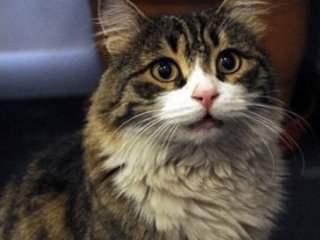 CHP'nin Kedisi Şero'dan Şok Baykal Tweeti