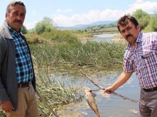 Onlarca Balık Karaya Vurdu