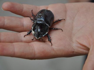 'Gergedan Böceği Toplamayın Elinizde Kalır'