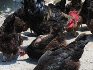 Kene Timleri İş Başında