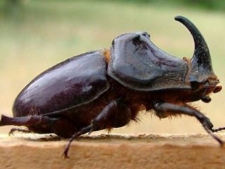 Bakanlık'tan Gergedan böceği açıklaması