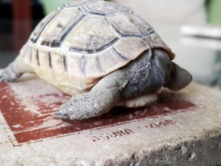 Kafası Olmayan Kaplumbağa!