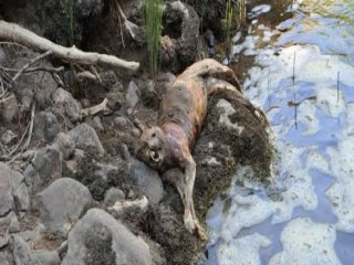 'Anadolu Parsı' Neslinin Tükenmediği Belirlendi