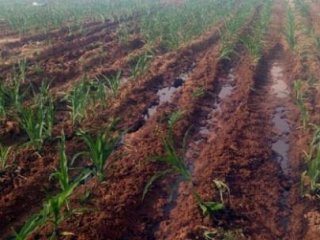 Tarlaları Petrol Bastı! Zarar Büyük