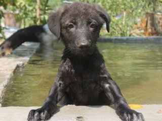700 Köpeği İçin Havuz Yaptırdı