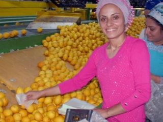 Limon Fiyatları Uçtu!