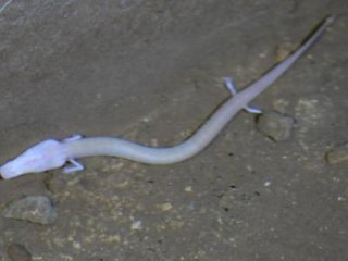 Görenleri Şok Etti!